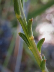 Lechenaultia heteromera