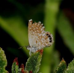 Brephidium metophis