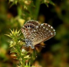 Brephidium metophis