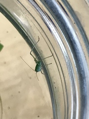 Microcentrum californicum