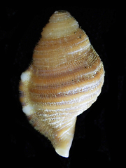 Septa occidentalis
