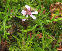 Pelargonium radens