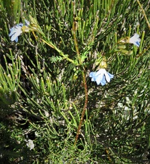 Lechenaultia heteromera