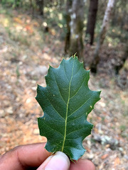 Quercus × ganderi