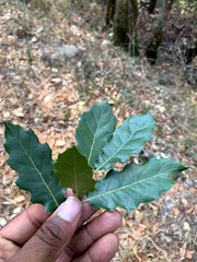 Quercus × ganderi