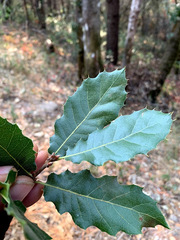 Quercus × ganderi