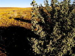 Asparagus capensis capensis