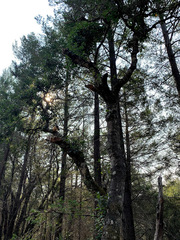 Quercus × ganderi