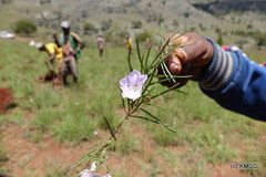 Ipomoea desmophylla