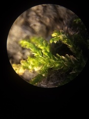 Neckera laevigata