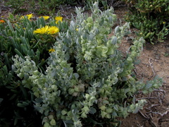 Atriplex lindleyi inflata