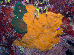 Clathria curacaoensis