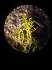 Neckera laevigata
