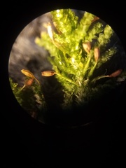 Neckera laevigata