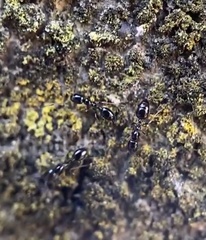 Monomorium minimum
