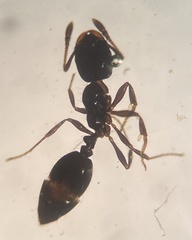 Monomorium minimum