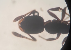 Monomorium minimum