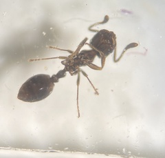Monomorium minimum