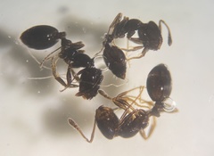 Monomorium minimum