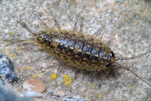 Wharf Louse, photo 2 of 7