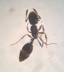 Monomorium minimum