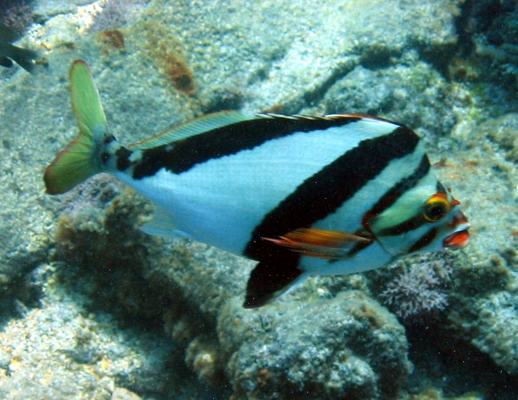 Hawaiian Morwong