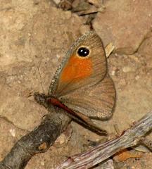 Stygionympha irrorata