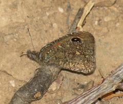 Stygionympha irrorata