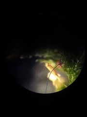 Neckera laevigata
