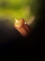 Neckera laevigata