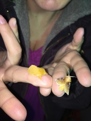 Megalopyge pyxidifera