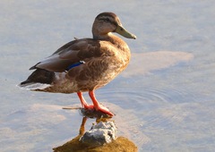 Anas platyrhynchos