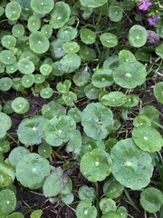 Hydrocotyle