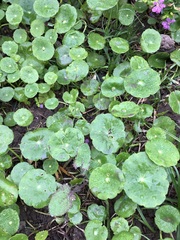 Hydrocotyle