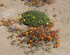Dimorphotheca pinnata