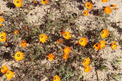 Dimorphotheca pinnata