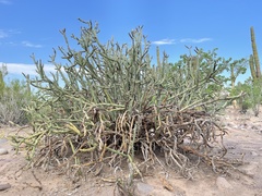 Cylindropuntia calmalliana