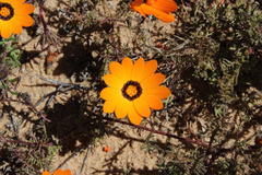 Dimorphotheca pinnata