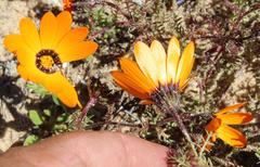 Dimorphotheca pinnata