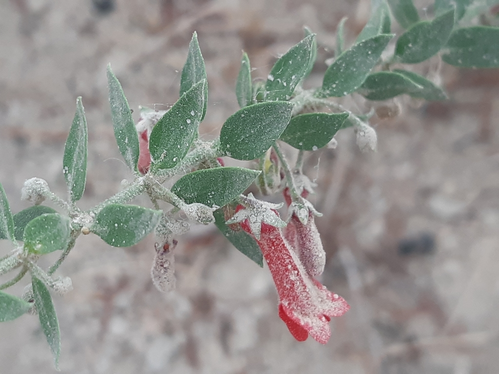 Galvezia lanceolata