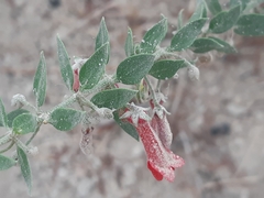 Galvezia lanceolata