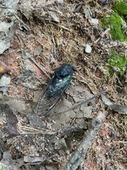Neotibicen lyricen