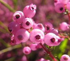 Erica bergiana bergiana