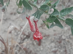 Galvezia lanceolata