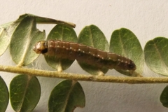 Harmologa amplexana