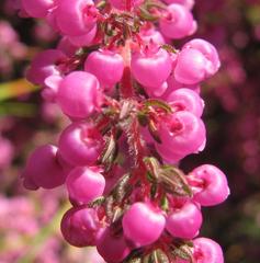 Erica bergiana bergiana