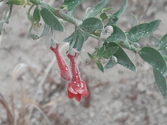Galvezia lanceolata