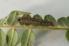 Harmologa amplexana