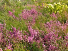 Erica bergiana bergiana