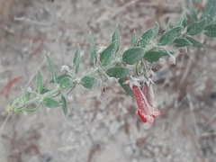 Galvezia lanceolata